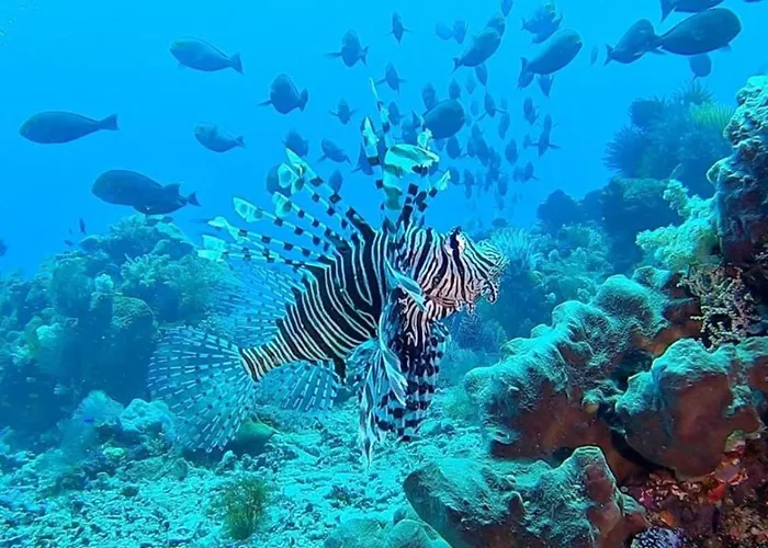 ホリデーパーク Sunia Loka & Dive Center ペムテラン